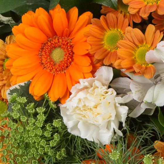 Posy Arrangement - Designers Choice